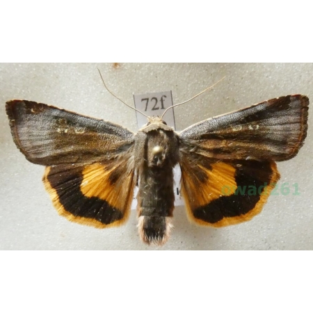 Noctua janthe (Borkhausen, 1792) Rolnica przepaska Czech72f